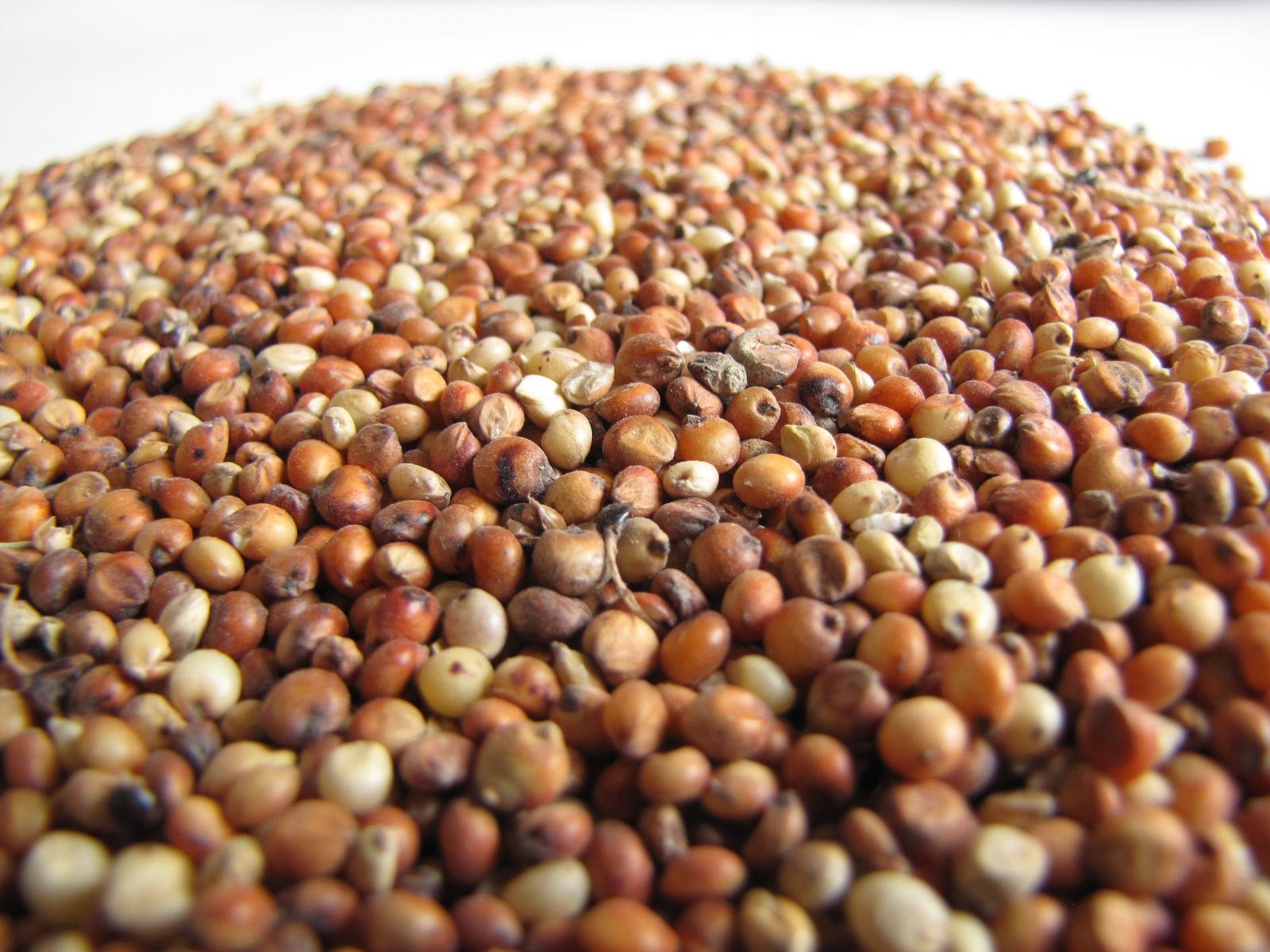 Fodder Sorghum Seeds