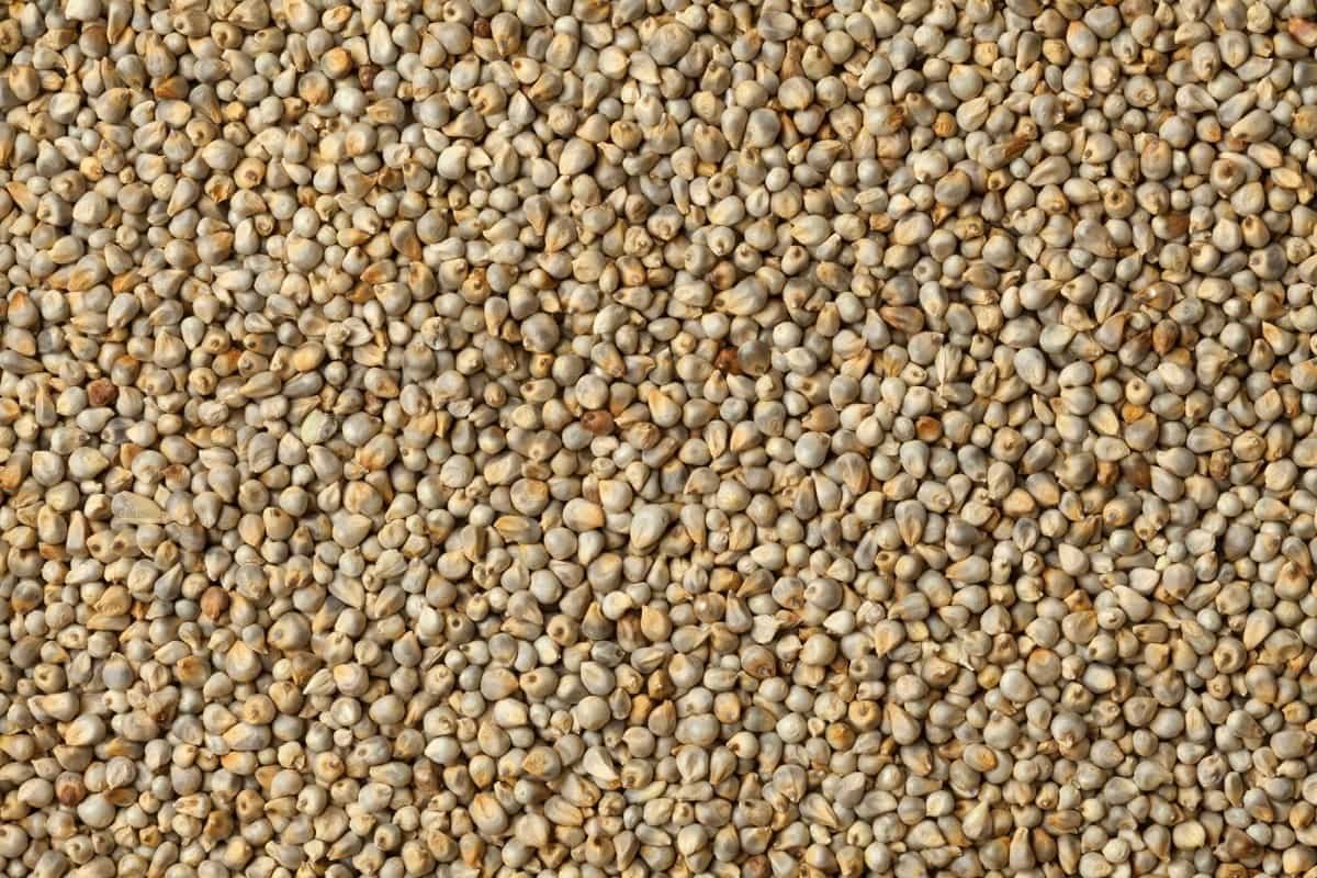 Fodder bajra Seeds(pearl millet)