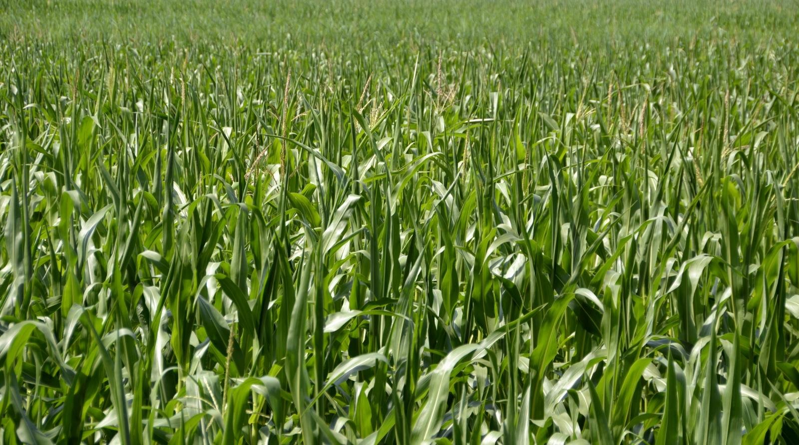 Fodder maize Seeds